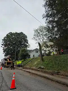 Find Tree Service Tree Cutting Chipping Removal Near Me